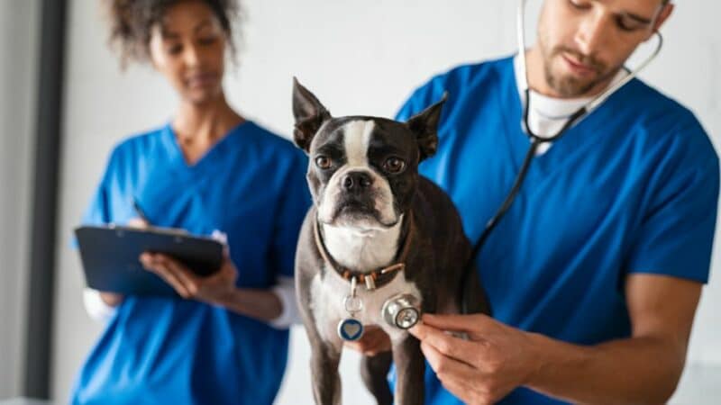 ביטוח רפואי לכלב